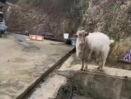 人类和动物之间的无障碍交流#搞笑#有趣的灵魂 #搞笑视频 #小助手上热门