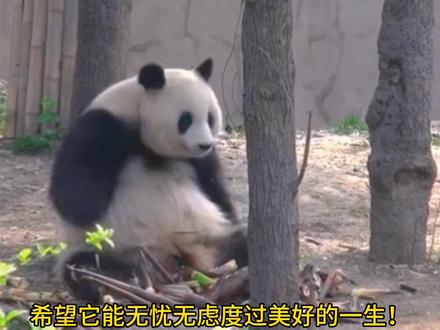 野生大熊猫偷吃野狼幼崽被狼群千里追杀大逃亡,最后奄奄一息求助人类获救!