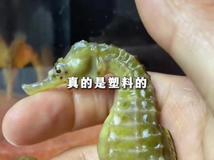 #男子泡7年药酒倒干后才发现海马是塑料的 当事人:那是以前在外面旅游时买的 #酒 #湖北dou知道
