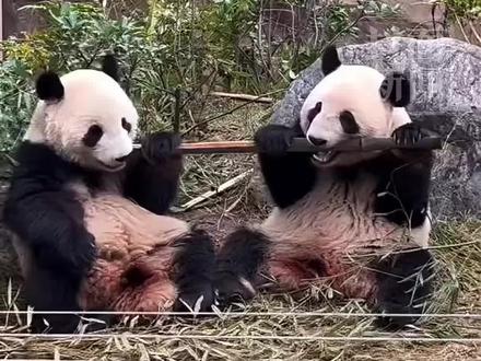 旅日大熊猫“晓晓”和“蕾蕾”今日将启程回中国🇨🇳一人一句,迎接它们回家!#晓晓蕾蕾 #旅日大熊猫