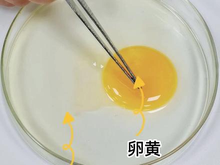 观察鸡蛋的结构#生物#孵化鸡蛋 #动手能力 #实验 #抖音小助手