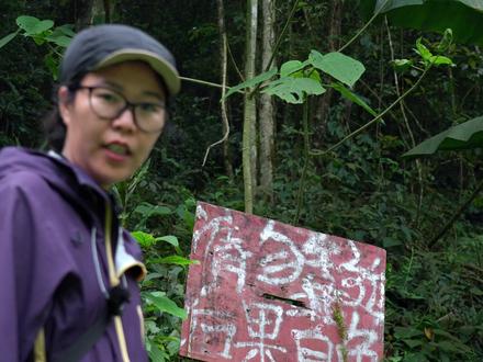 探索边境狂野植物园:拍到能"放倒大象"的毒树 还有巨型蕨类与"暗黑触角"#火麻树#蜘蛛抱蛋#崖姜#云南