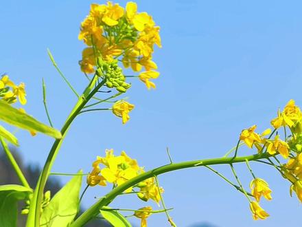 春风一吹,油菜花就开了!6种拍摄手法 技巧分享给你…#手机摄影 #拍摄技巧 #教程 #油菜花#摄影教学