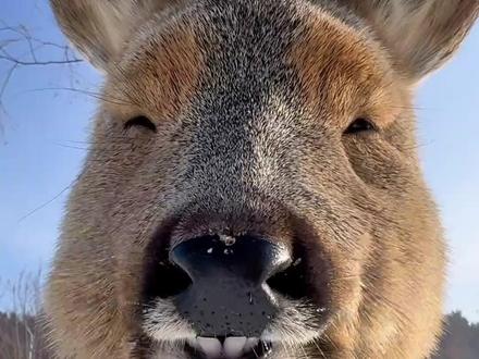 傻狍子,整天一副老谋深算又算不明白的死样子 #狍子 #科普