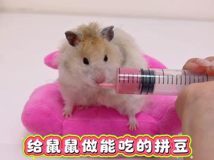 小小“拼豆”快进鼠鼠嘴巴里! #给春日养宠支个招#万物可爱计划 #蔡可爱爱仓鼠 #仓鼠吃拼豆 #鼠生是用来体验的