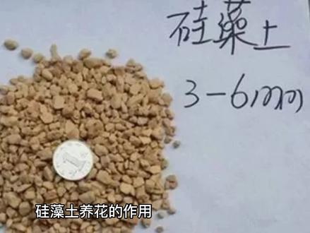 硅藻土养花的作用#硅藻土颗粒 #硅藻土 #硅藻土养花