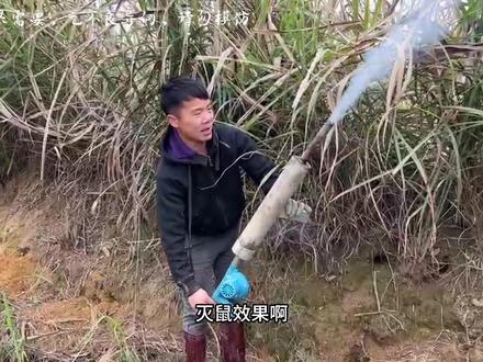 农田“AK47”灭鼠神器!加上烟花点燃扔进洞中,害鼠一一投降#军仔抓老鼠 #乡村军仔 #驱鼠