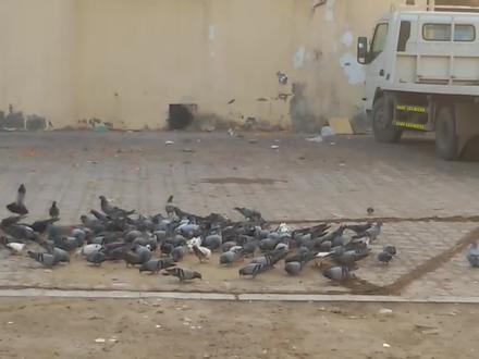 野鸽子泛滥成灾,老板斥巨资购入大网,直接一网打尽!过瘾! #鸽子 #保护鸟类 #场面壮观