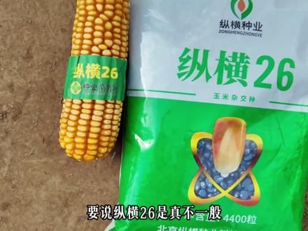 纵横26,就是好!#纵横26 #忍者 #电影解说 #北京纵横种业 #影视解说