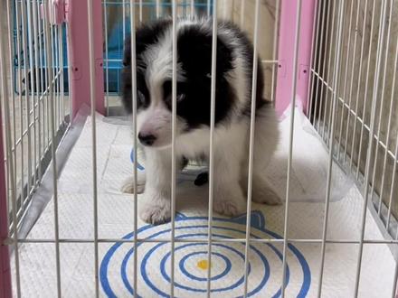 狗狗咬尿垫怎么办?你只需准备一只鞋子就搞定,问题是你舍得吗?#边牧 #训犬 #教程@抖音小助手