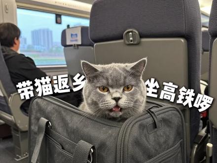 宠物高铁托运超全攻略💺世界正宠物友好 #宠物高铁托运