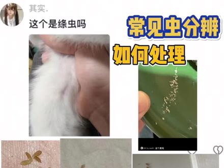 吃饭暂停,绦虫辨别 #科学养宠攻略 #养猫新手