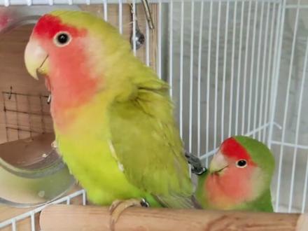 超级惊喜!绿桃牡丹鹦鹉配红面美桂出了一只白毛的崽! #鹦鹉花色 #鹦鹉出壳 #牡丹花色 #鹦鹉繁殖 #牡丹配对