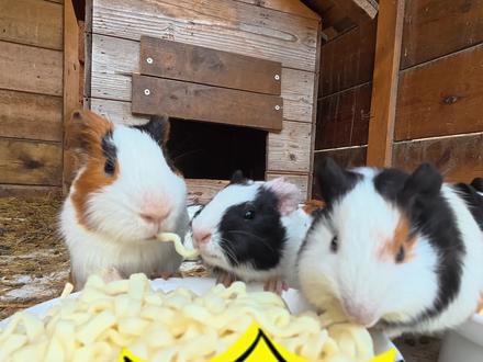 第52集|你们要看的猪妞爱吃火鸡面#农村生活#萌宠#星露谷物语 #真实生活分享计划