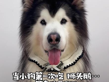 当小狗第一次吃狮头鹅…#狗狗吃饭 #干饭狗的日常