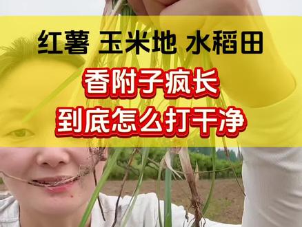 红薯 玉米地 香附子疯长 到底怎么打 烂根烂核不再长 #香附子 #香附子烂根专杀 #玉米种植 #红薯种植 #农业种植