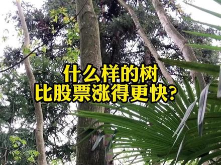 什么样的树比股票涨得更快?#黄柏