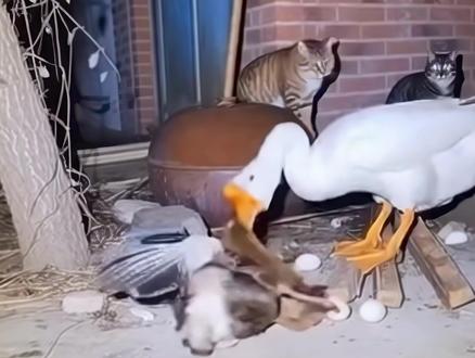 勇猛的鹅为鸭子做心脏复苏!鸭子:大哥别打了,我活了! #万物皆有灵性