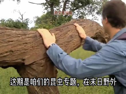 末日废土时期如何在野外寻找食物吃虫子篇昆虫专场#末日生存 #昆虫美食 #末日求生 #科普