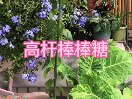 如何打造高杆棒棒糖 #三角梅 #养花小知识