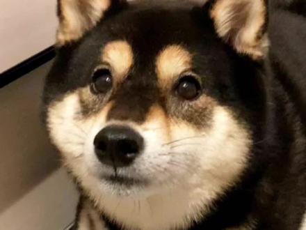 柴犬总舔主人的脚丫子是因为爱你吗? #柴犬 #豆柴 #黑柴 #柴犬鉴定 #柴犬挑选