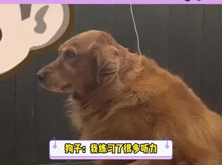 狗子:我要不要在去考个清华#不养狗不知道养狗的乐趣