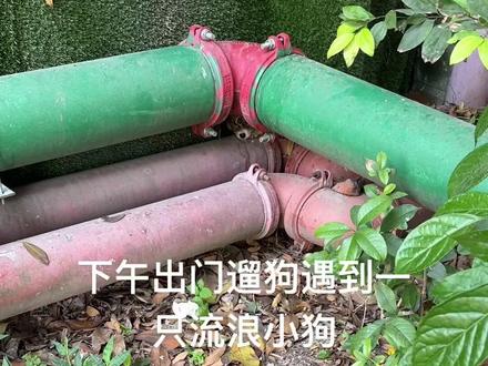 出门遛狗遇到一只小狗,太凶了,不确定是不是流浪狗#小狗狗