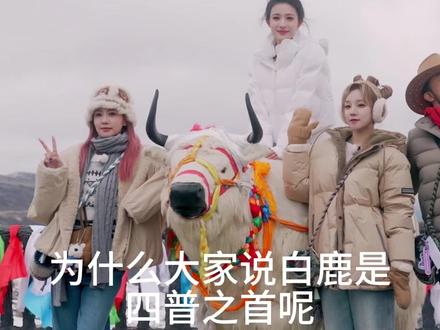 白鹿被说是“四普之首”究竟是尬黑还是实至名归#白男 #奔跑吧 #杨颖 #宋雨琦