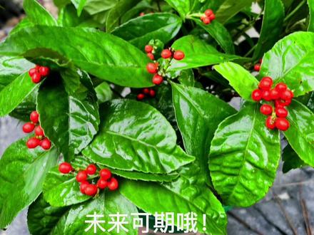 草珊瑚盆栽方式#盆景素材 #盆栽 #绿植 #草珊瑚