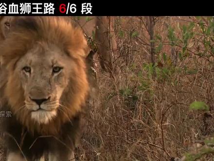 第6集 马波候兄弟时代结束,仅存的2只狮子四处流浪#科普 #奇趣自然 #动物世界
