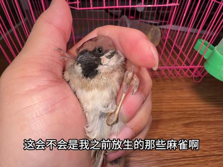 小麻雀救助9天好像恢复的还不错 #动物救助#鸟#麻雀