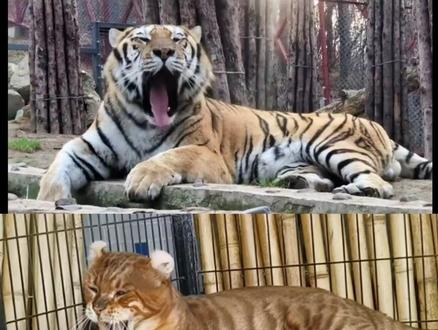 为什么猫和老虎长得那么像? #知识前沿派对 #抖音知识年终大赏