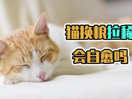 猫咪换粮应遵循七日换粮法,需要以旧新猫粮每日循环渐进喂食,一下子全部喂食新粮,就容易造成消化不良而拉稀。