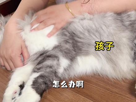 终于我治好了童年的那只猫,旧梦热泪盈眶 #我和我的猫 #是宠物也是家人 #养猫人都懂 #情感共鸣 #小时候