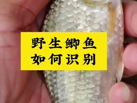 如何识别野生鲫鱼#钓鱼知识#野生鲫鱼 #户外钓鱼 #户外野钓#冬钓鲫鱼