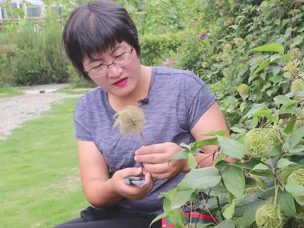 铁线莲夏天到底该如何修剪?快把种荚剪下来插花哟~@抖音小助手 #海蒂的花园