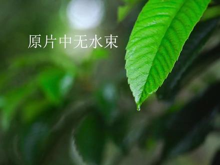 AE笔记:水束流过叶片效果制作 #AE教程 #水束效果 #运动跟踪 #CCGlass #置换图
一、 素材准备与基础设置
• 导入素材并修剪:将视频素材拖入合成后,截取一段雨滴即将掉落的画面,并修剪至工作区域。(明确动画起止点,减少渲染负担)
• 预合成与备份:将素材预合成,并复制一层备用。(保持工程整洁,方便后续做遮罩和效果叠加)
二、 制作水束路径动画
• 绘制路径:使用钢笔工具在复制层上绘制路径,并调整贝塞尔曲线使其顺滑。(定义水流滑落的具体轨迹)
• 添加描边与修剪路径:
o 搜索并添加“描边”,设置为圆头端点。(圆头能让水滴头部看起来更自然饱满)
o 添加“修剪路径”,给“结束”属性做 0 到 100 的关键帧动画。(实现水束从无到有生长的流动过程)
三、 模拟动态质感(核心效果)
• 模糊与置换:
o 添加快速方框模糊,模糊度设为 3。(柔化线条边缘,为后续质感生成做准备)
o 添加置换图,图层选为视频层,调整水平置换。(模拟水流经过产生的物理折射扭曲效果)
• 湍流置换:添加两次湍流置换,分别调整数量、大小和复杂度。(赋予水流不规则的波动感,打破的线条感)
• 边缘细化:添加简单阻塞工具,遮罩设为 1。(收紧边缘,增加视觉上的凝聚力)
• 玻璃质感:在视频层添加 CC Glass,并将表面图层指向形状层(选“效果和蒙版”)。(这是水束产生高光和厚度感的关键)
• 遮罩设置:将视频层设置为形状层的 Alpha 遮罩。(使视频内容仅在水束路径内显示,完成合成)
四、 运动跟踪与优化
• 运动跟踪:在视频层点“跟踪运动”,选择对比度明显的点进行跟踪。(确保水束能准确跟随叶片的动态摆动)
• 数据承载:新建空对象,编辑目标为该空对象并应用跟踪数据。(方便统一管理和调用位移数据)
• 父子级关联:将形状图层的父级绑定到空对象。(使水束路径同步跟随叶片的运动轨迹)
• 动画细节完善:
o 给修剪路径的“开始”属性做 0 到 100 的关键帧。(控制水束尾部的消失,模拟水流尽的效果)
o 设置关键帧缓出及时间漂浮。(优化动画节奏,使其速度变化更符合物理常识)
o 在“