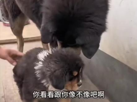 豆豆和胖夫夫神同步,要被萌晕了#骏良 #骏良的狗 #骏良豆豆 #胖夫