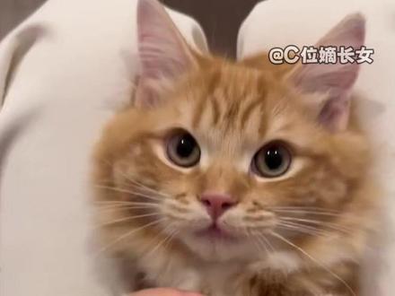 猫科动物真的长在了人类的审美点上!! #猫科动物 #可爱到爆炸💥 #小猫咪能有什么坏心眼 #老虎 #内容启发搜索