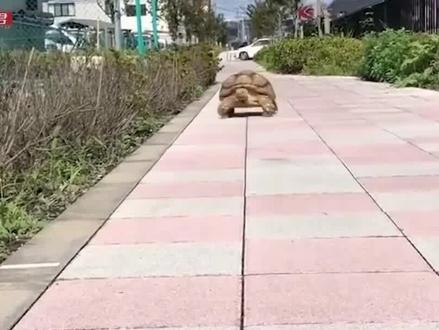 男子意外捡到乌龟,好心饲养却发现异常,最后更是引得警察上门 #科普 #龟 #苏卡达陆龟 #养龟 #养龟人