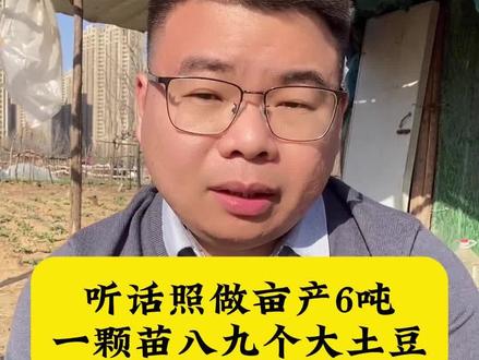 听话照做亩产6吨,一颗苗能结八九个大土豆#土豆种植 #土豆种植技术 #马铃薯种植 #洋芋种植
