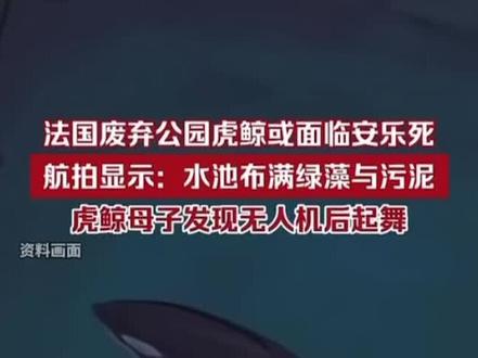 看到无人机就开始表演的虎鲸母子#希望能够被解救