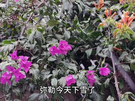 弥勒今天下雪了#红河东风韵小镇