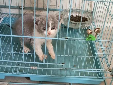 小猫咪得了猫瘟,在笼子里面治疗疯狂的叫,不停的叫,24小时不懈努力的叫,不要命的叫,使出最大的力气,把自己叫得精疲力竭。#猫瘟