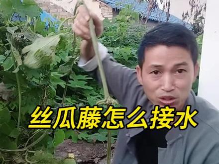 丝瓜藤的水是这样接的!#每天跟我涨知识