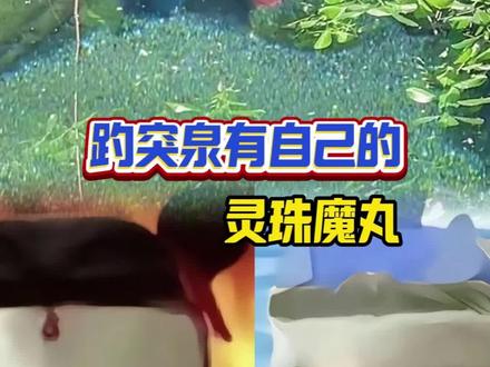 趵突泉有自己的灵珠和魔丸!#趵突泉有自己的灵珠和魔丸 #济南 #趵突泉 #灵珠魔丸 #娱乐评论大赏 cr:@王茜的号