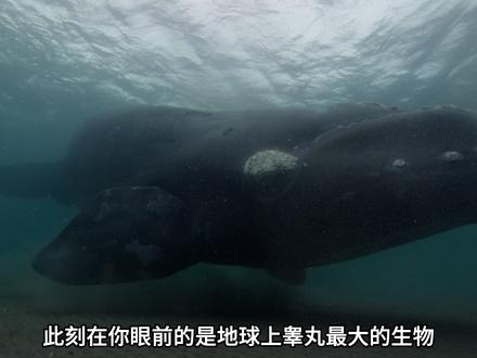 海洋中最“硬核”的鲸鱼,南露脊鲸。 #动物世界#海洋生物#鲸鱼
