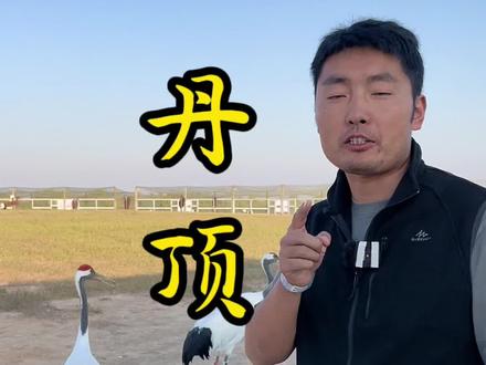 丹顶鹤头上的红色“鹤顶红”有毒吗?#丹顶鹤 #鹤顶红 #我的旅行日记 #头号攻略玩家 #旅行推荐官