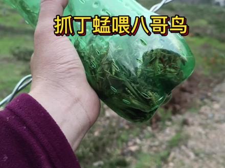 抓丁蜢喂八哥鸟,丁蜢超多#丁蜢 #蚂蚱 #画眉鸟食 #八哥鸟