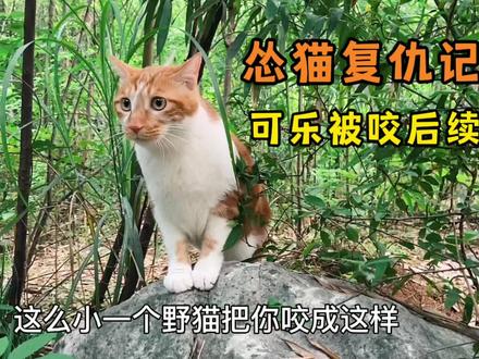 可乐和咬它的野猫再次狭路相逢,看怂猫可乐如何复仇#奇妙的猫咪#猫 #橘猫 #萌宠 #喵星人 #房车旅居 #房车生活 #我的乡野山居生活 #田园猫